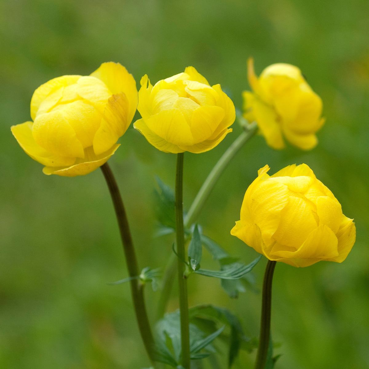 Trolle d'Europe - Trollius europaeus - Willemse