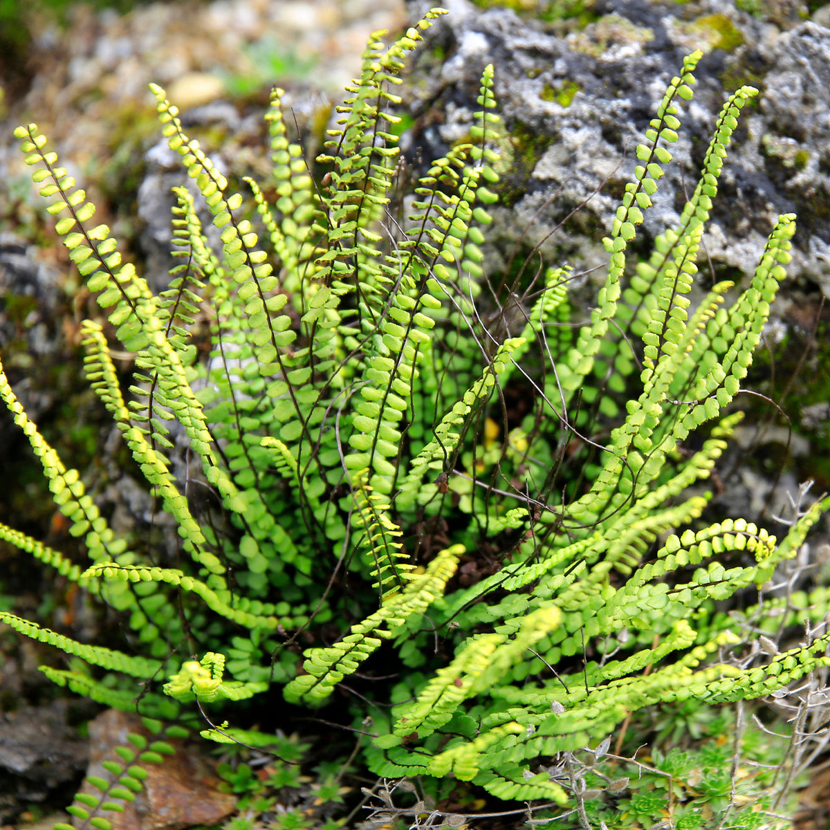 Fausse-Capillaire - Asplenium trichomanes - Willemse