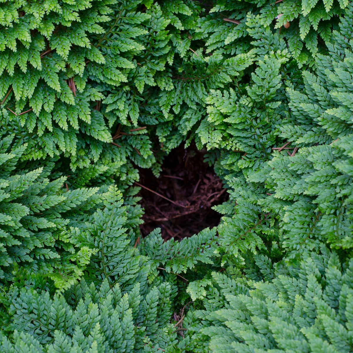 Polystic à cils raides Plumosum Densum - Fougère - Polystichum setiferum plumoso-densum - Willemse