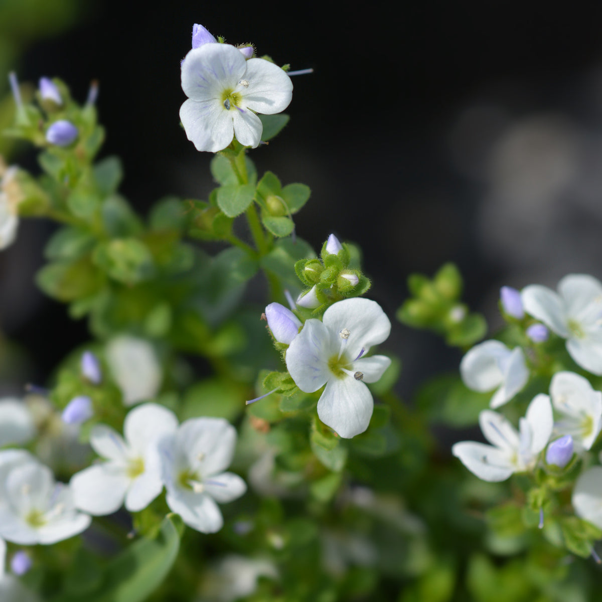 Véronique rampante - Veronica repens - Willemse