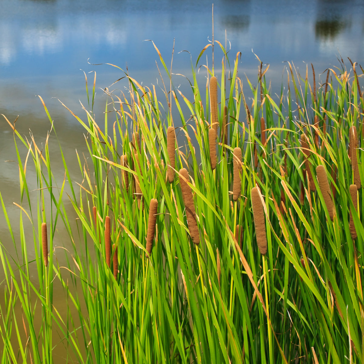 Massette à feuilles larges - Typha latifolia - Willemse