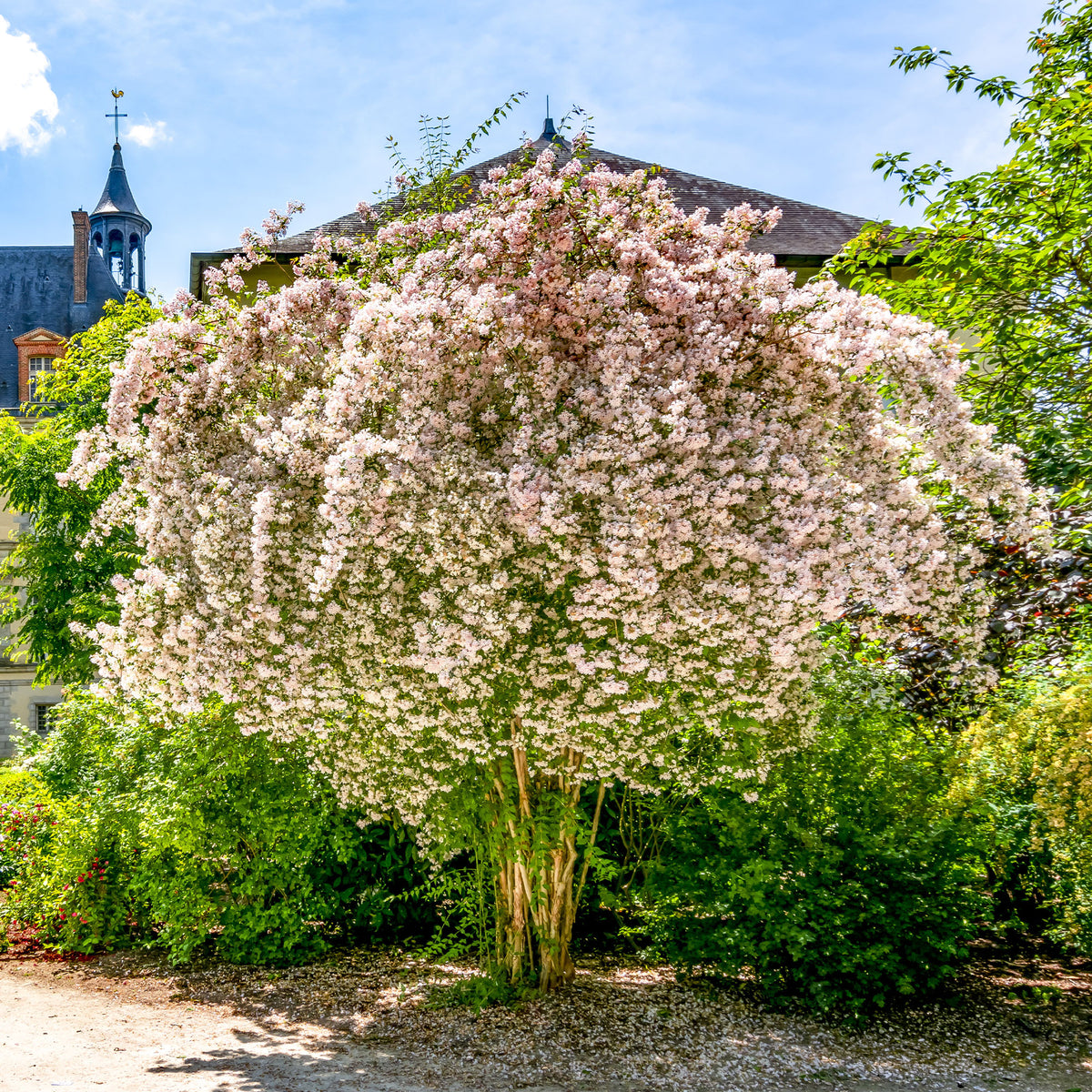 Buisson de beauté Pink Cloud - Kolkwitzia amabilis Pink Cloud - Willemse