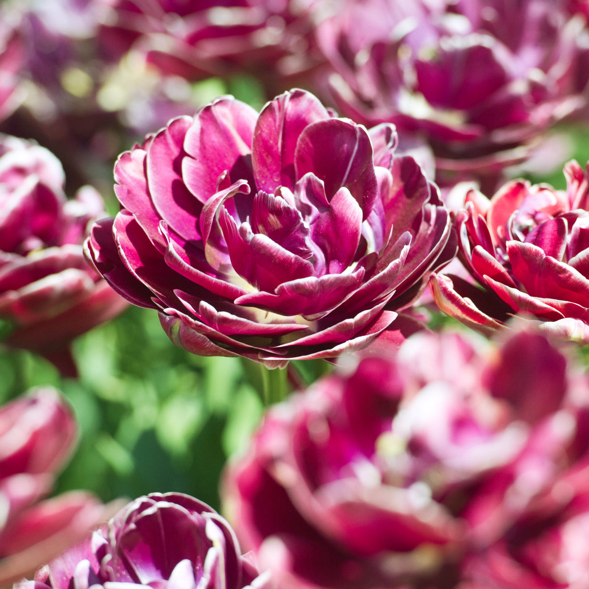 7 Tulipes à fleurs de pivoine Dream Touch - Tulipa - Willemse