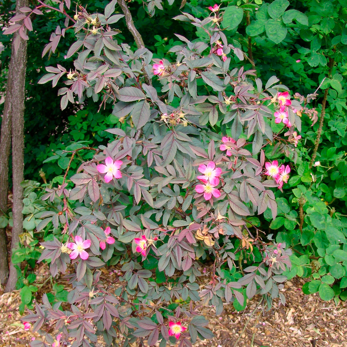 Rosier Glauca - Rosa glauca - Willemse