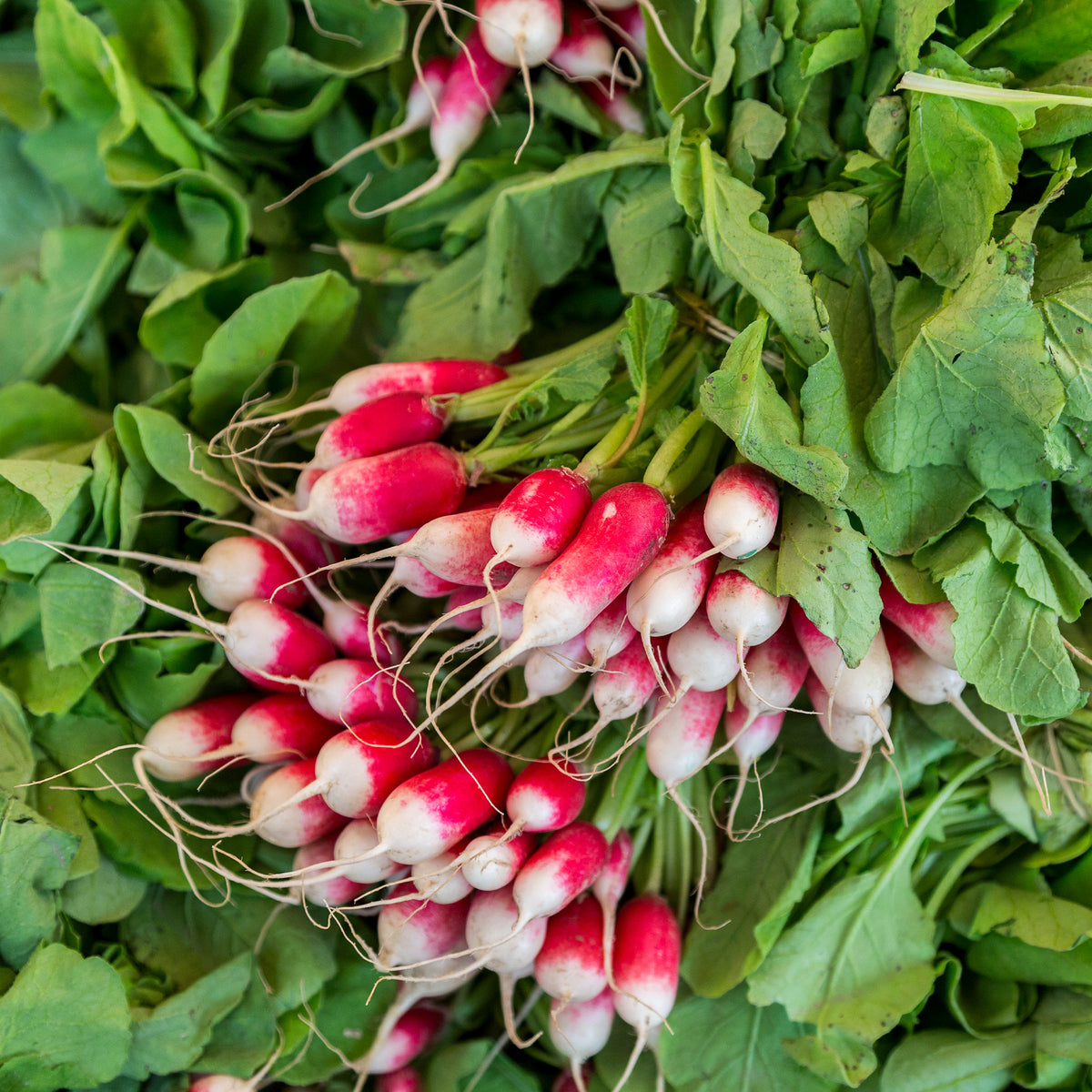 Radis French Breakfast Bio - Raphanus sativus French Breakfast - Willemse