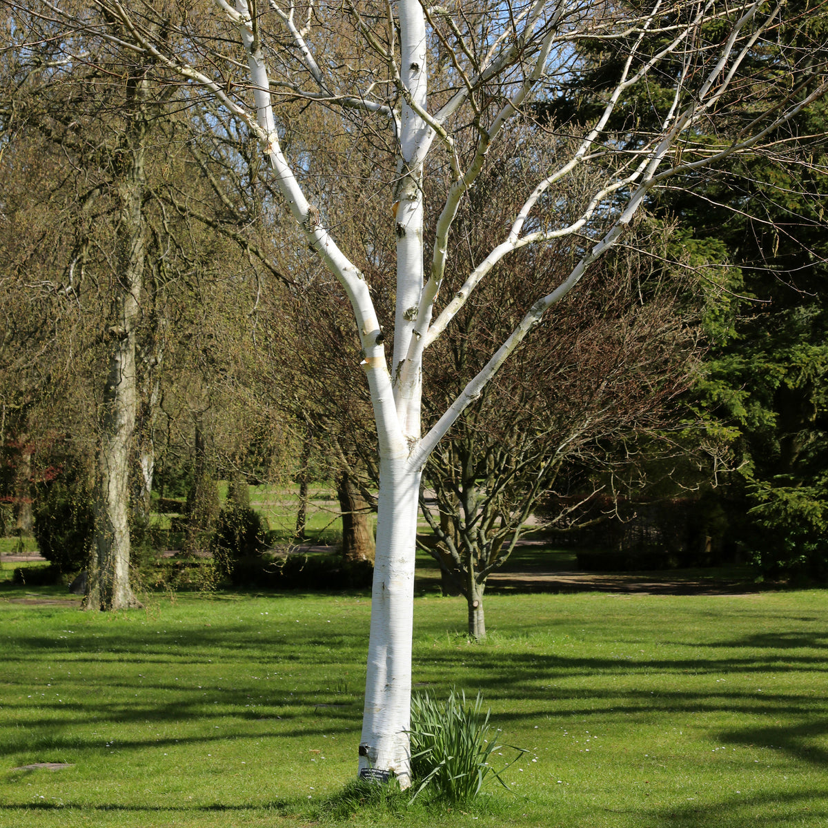 Bouleau de l'Himalaya - Betula utilis - Willemse