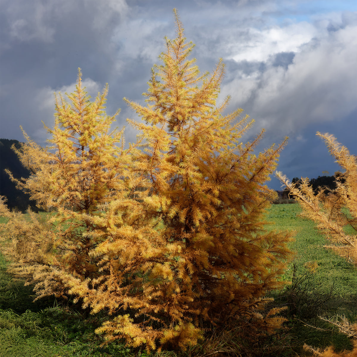Mélèze du Japon - Larix kaempferi - Willemse