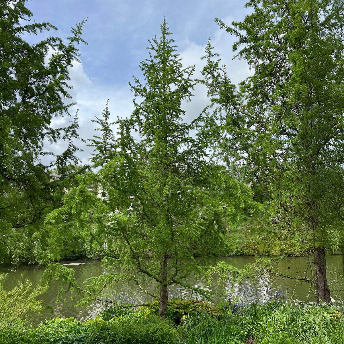 Mélèze du Japon - Larix kaempferi - Willemse