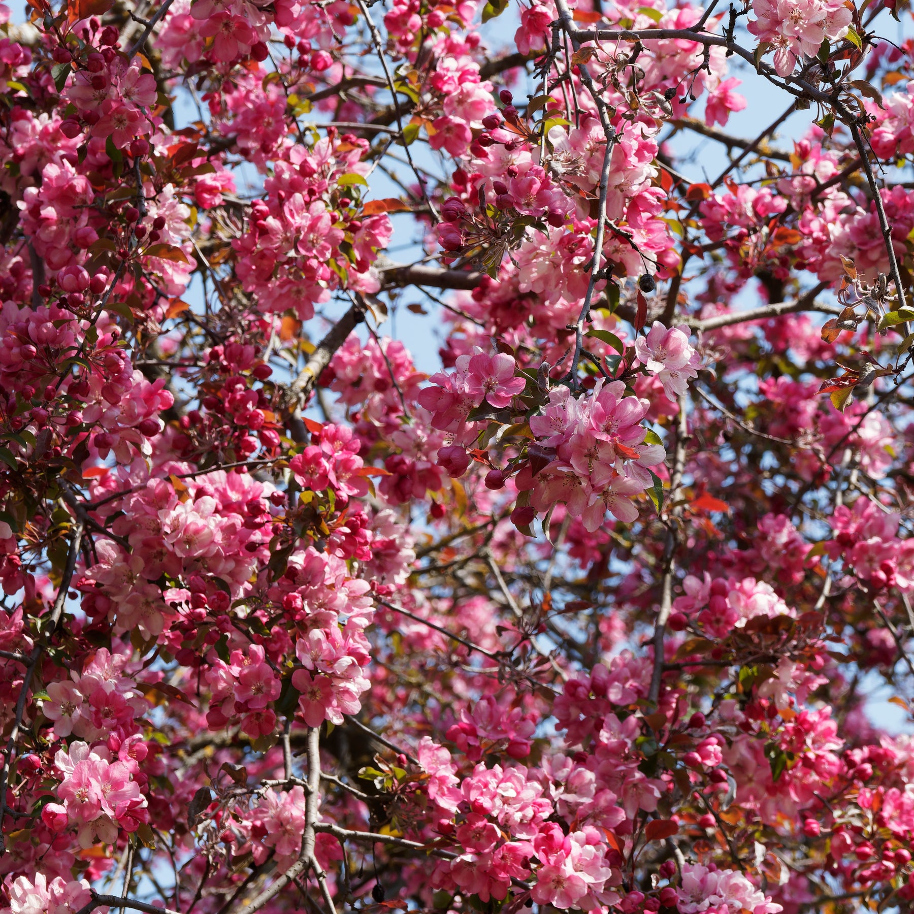 Pommier d'ornement Liset - Malus 'liset' - Arbres