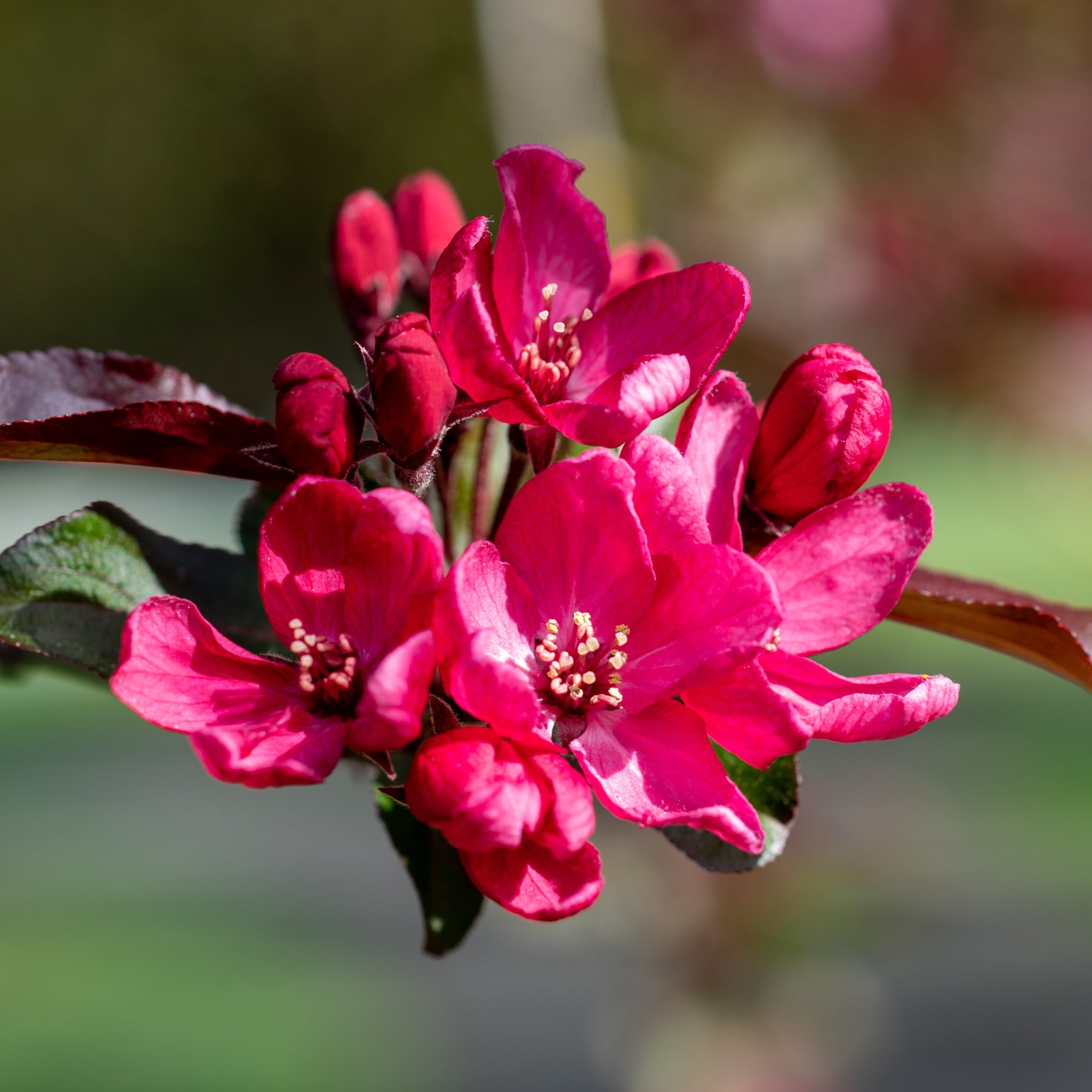 Pommier d'ornement Liset - Malus 'liset' - Pommier à fleurs