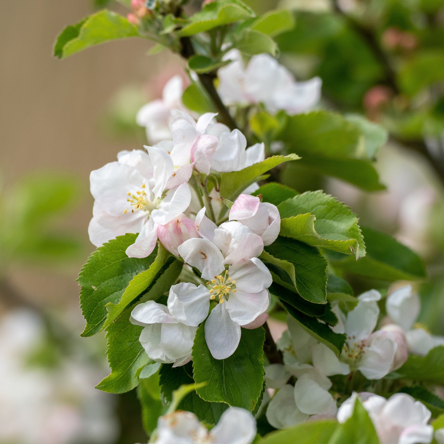 Pommier sauvage - Malus sylvestris - Arbres