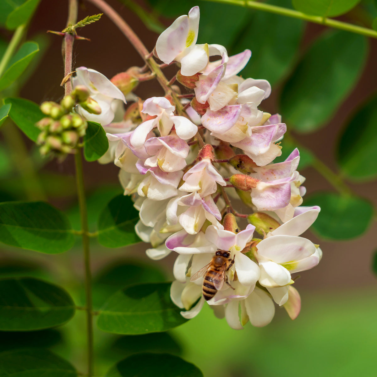 Robinier - Faux-acacia - Robinia pseudoacacia - Willemse