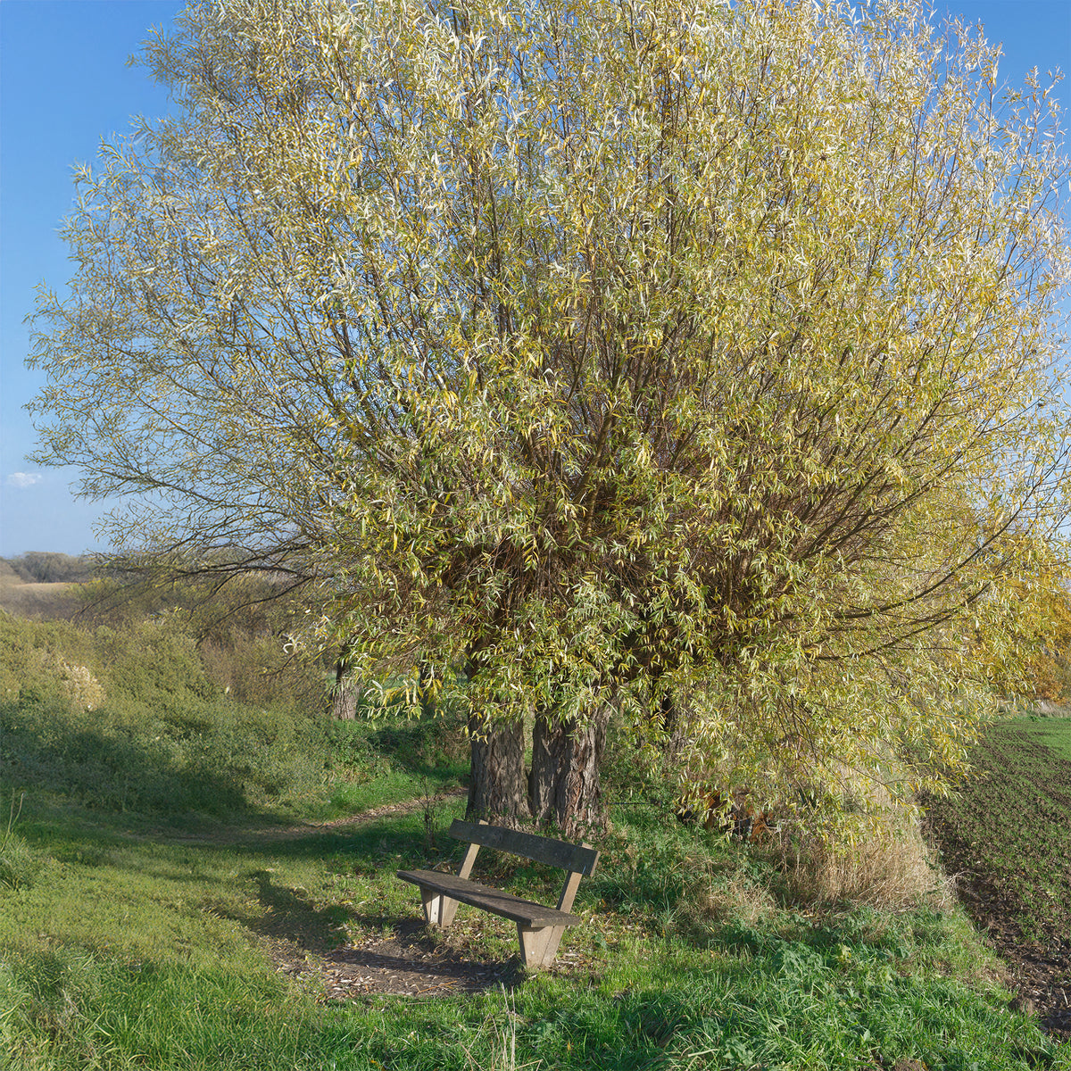 Saule blanc - Salix alba - Willemse