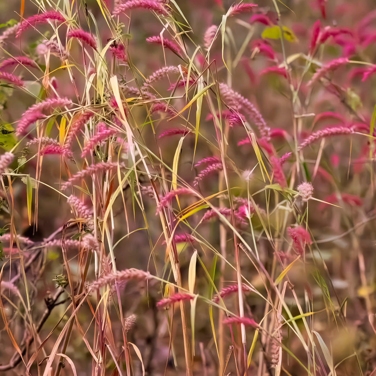 Panic érigé Rehbraun - Panicum virgatum Rehbraun - Willemse
