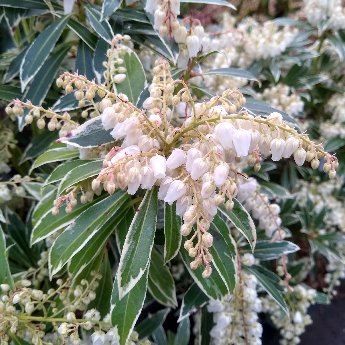 Andromède Flaming Silver - Pieris japonica Flaming Silver - Willemse