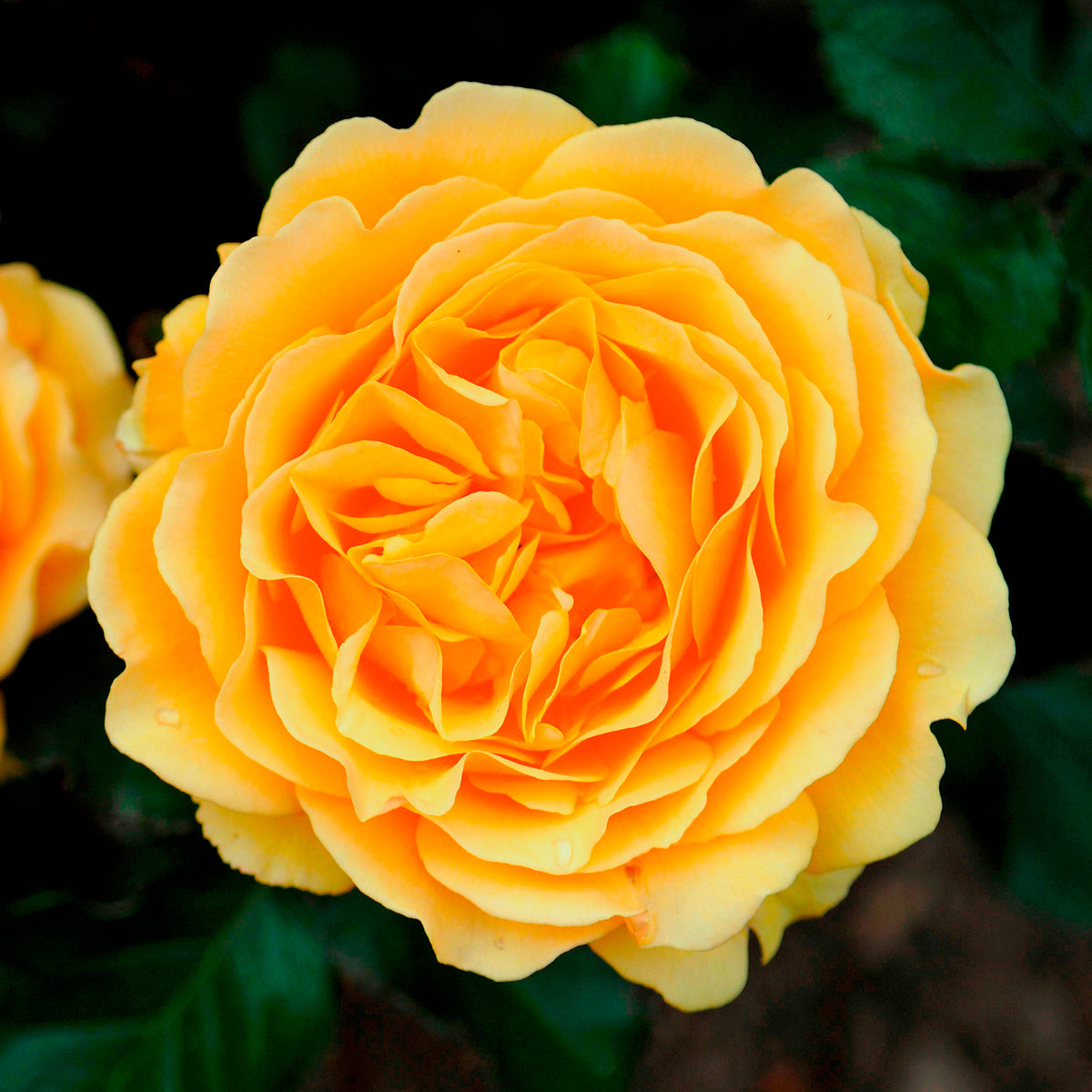 Rosier Amber Queen ® - Willemse
