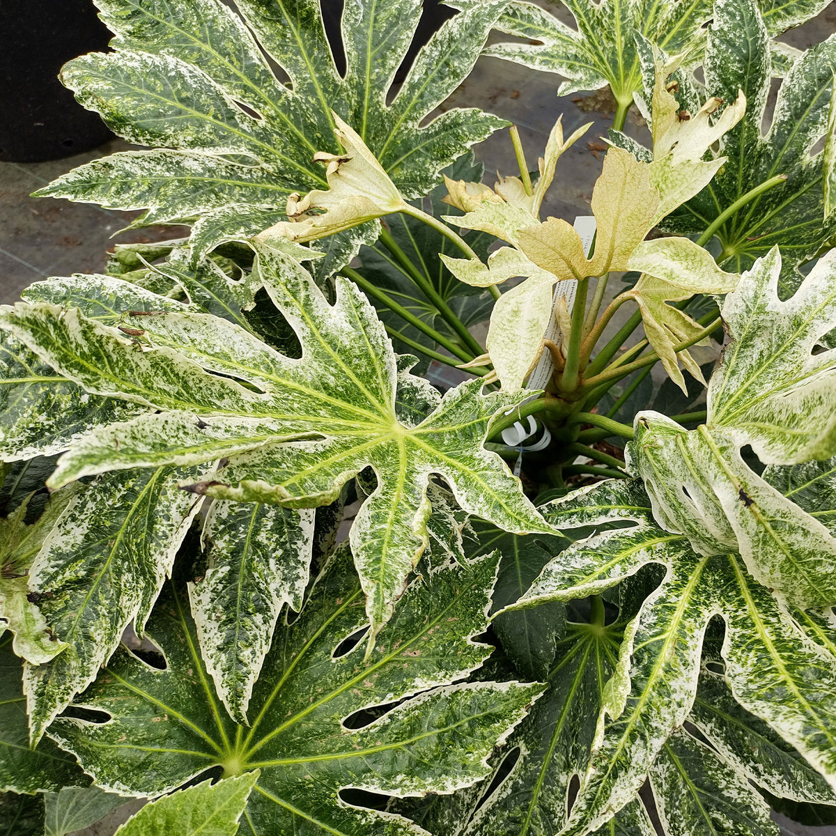 Aralia du Japon Spiders Web - Fatsia japonica Spider Web - Willemse