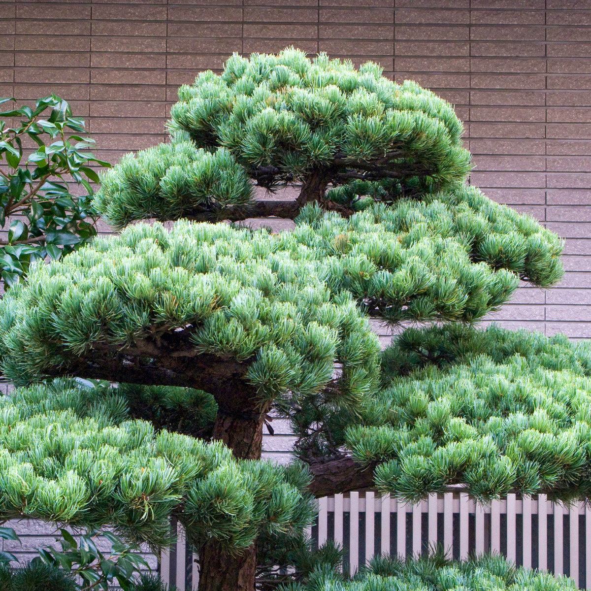 Pin blanc du Japon Negishi - Pinus parviflora Negishi - Willemse