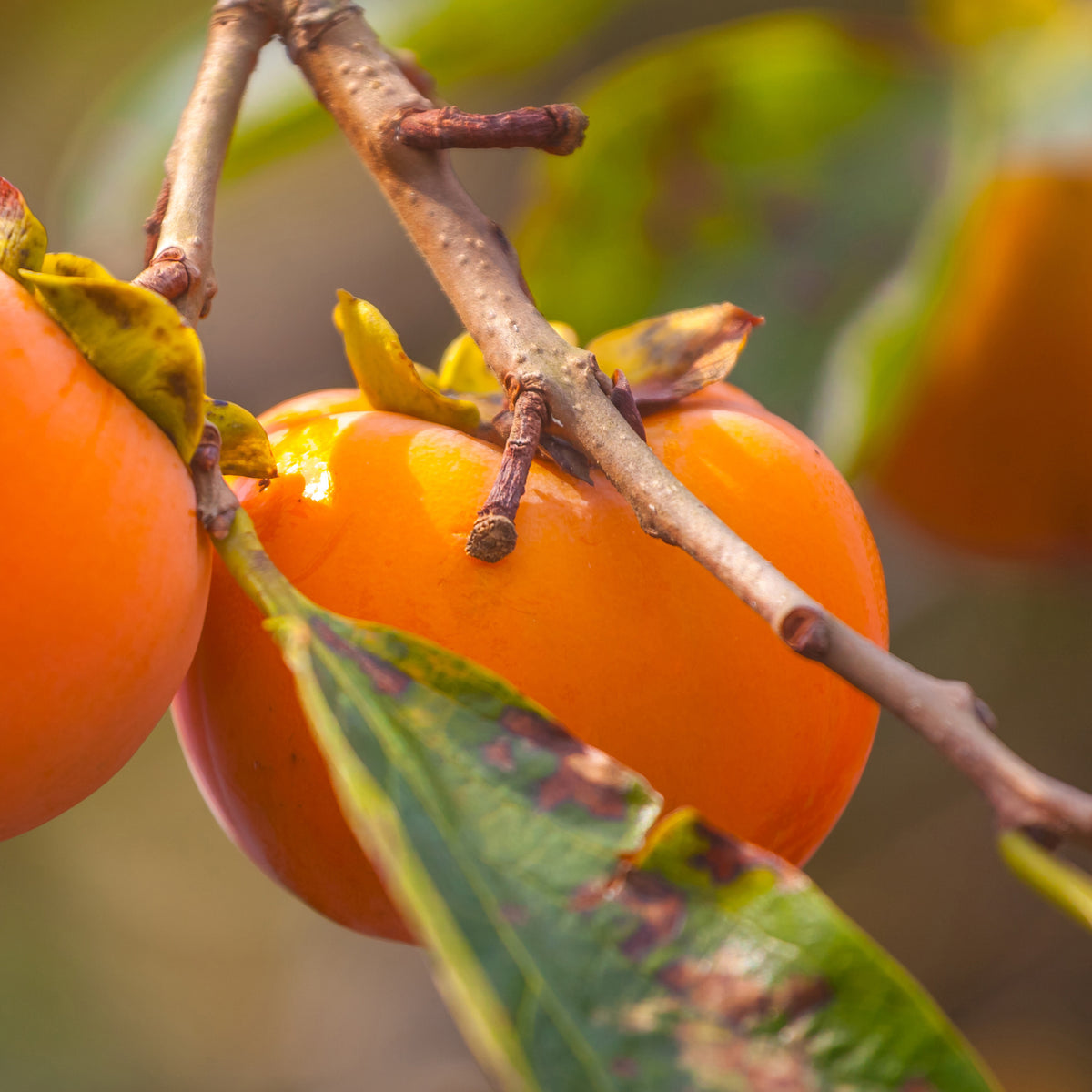 Kaki Rojo Brillante - Kaki diospyros rojo brillante - Willemse