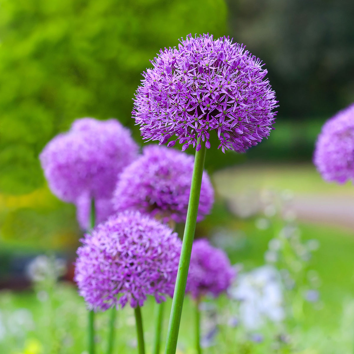 Allium Gladiator - Allium Gladiator - Willemse