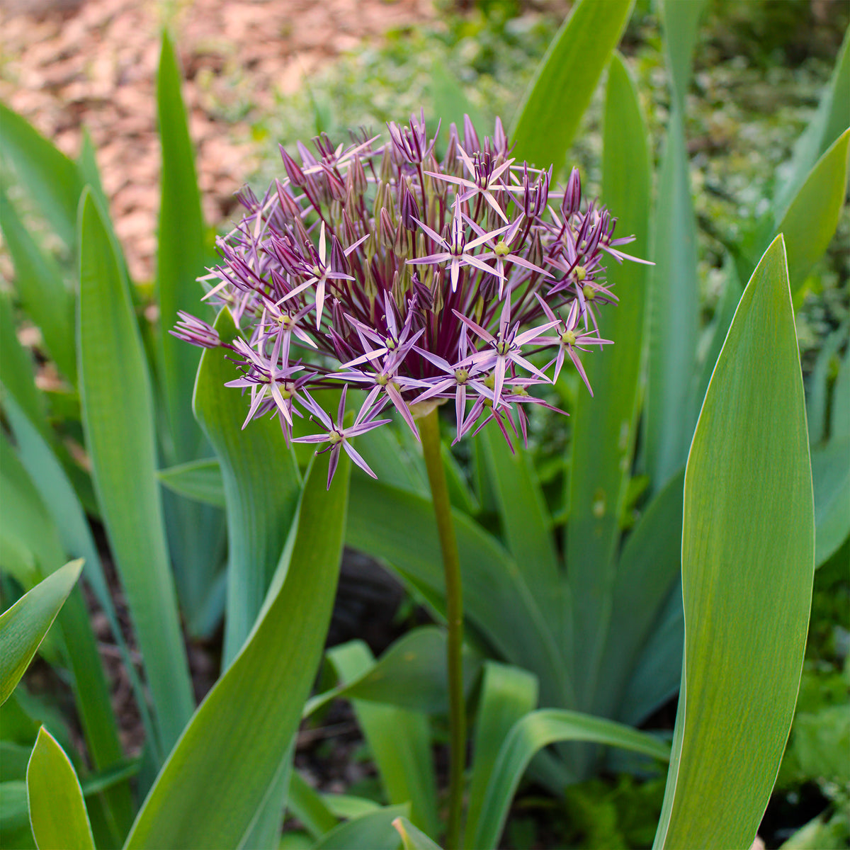 10 Alliums Christophii - Allium christophii - Willemse
