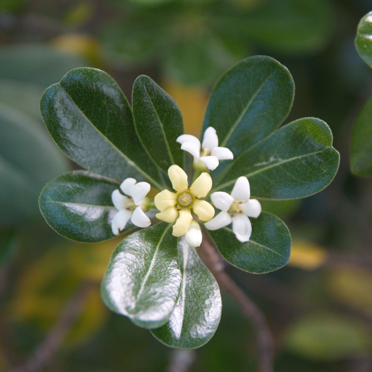 Pittosporum tobira - Pittosporum tobira - Willemse