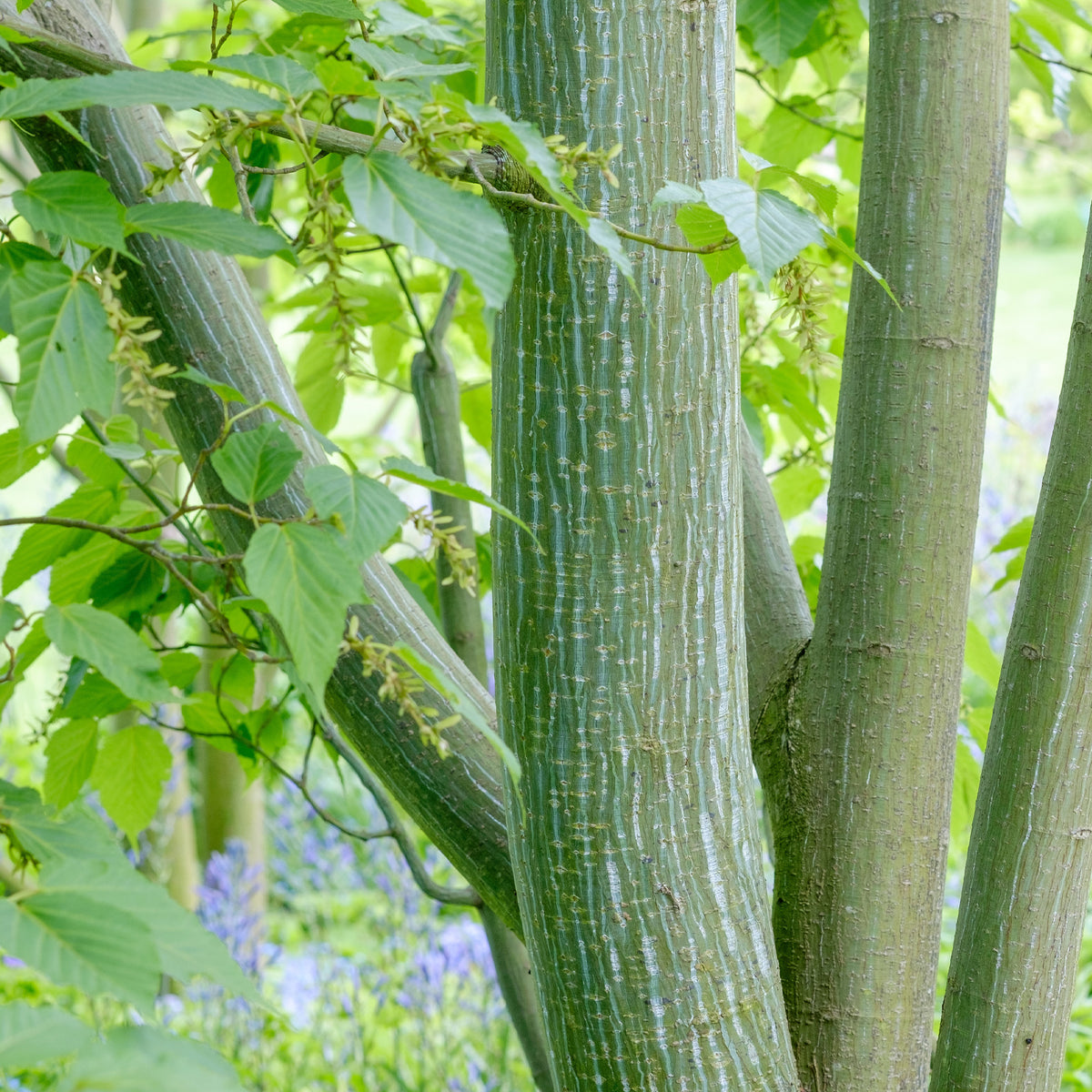 Erable du père David - Acer davidii - Willemse
