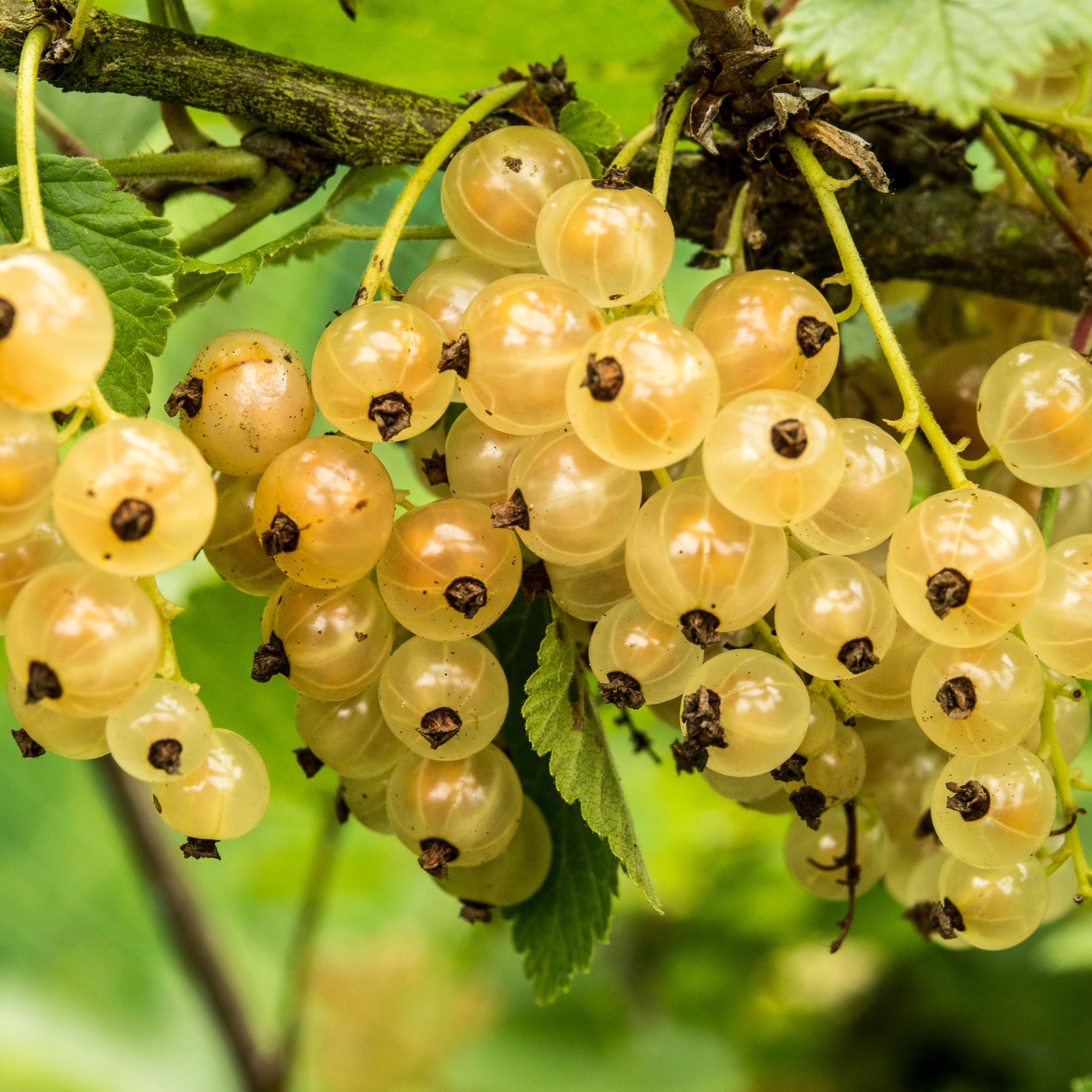 Groseiller Witte Hollander - Ribes rubrum 'witte hollander' - Plantes