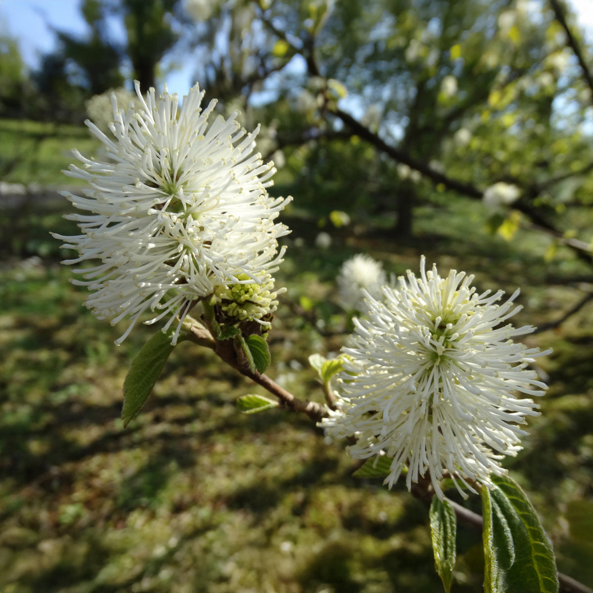 Grand fothergille - Fothergilla major - Willemse