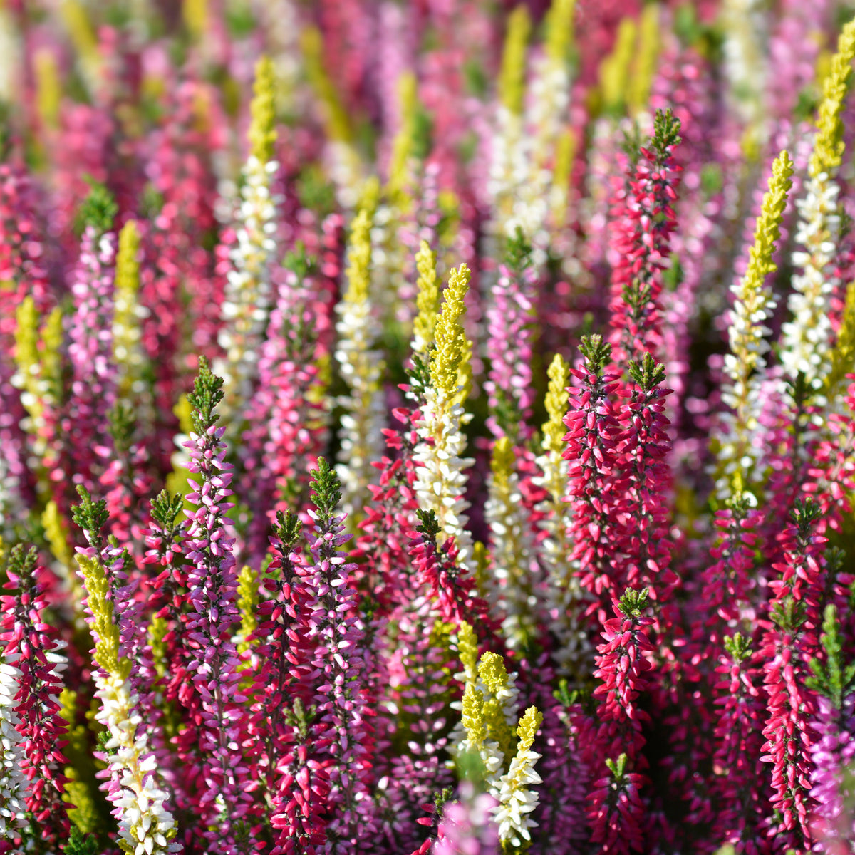 6 Bruyères d'été en mélange - Calluna vulgaris - Willemse