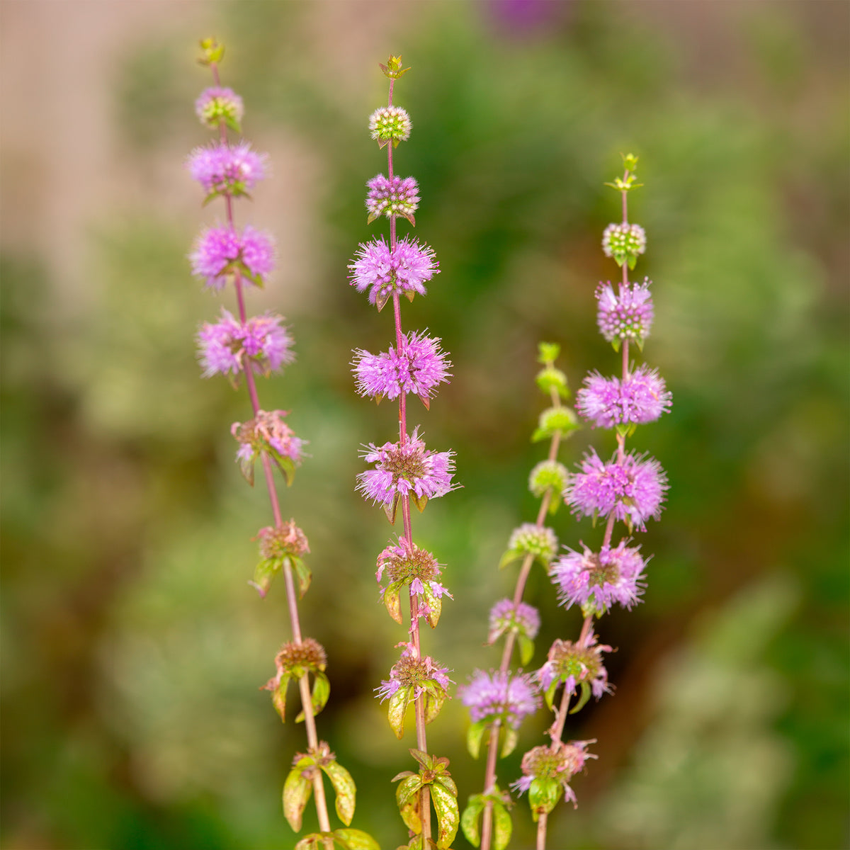 Menthe pouliot - Mentha pulegium - Willemse