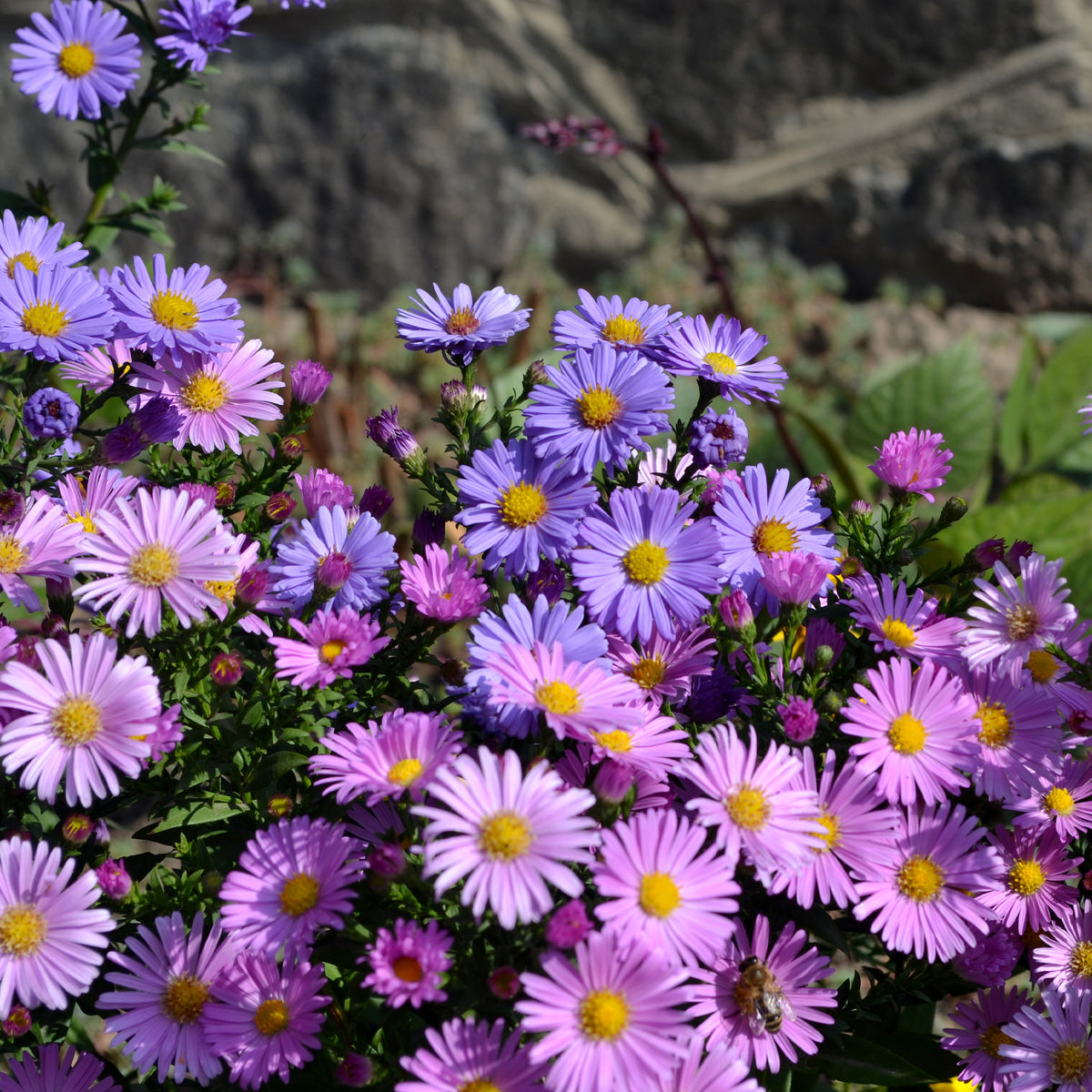 Aster vivace des Alpes en mélange - Aster alpinus - Willemse