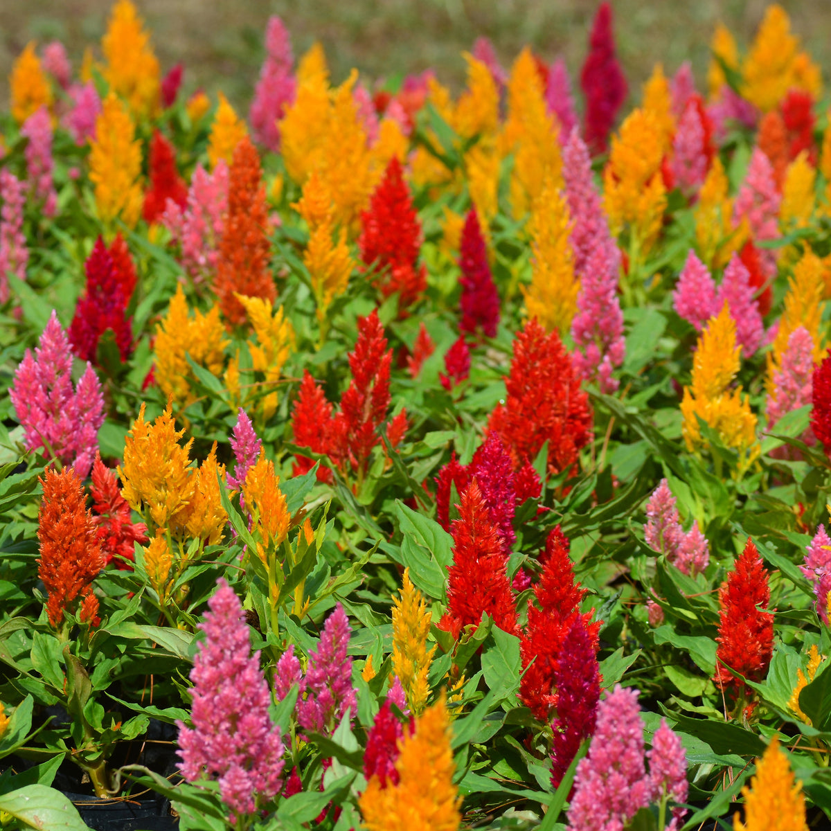 Célosie à épi plumeux en mélange - Celosia argentea plumosa - Willemse