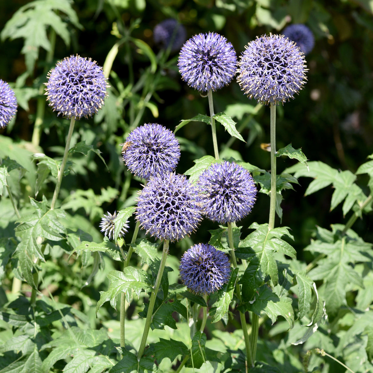 Boule azurée - Chardon boule - Echinops - Echinops ritro - Willemse