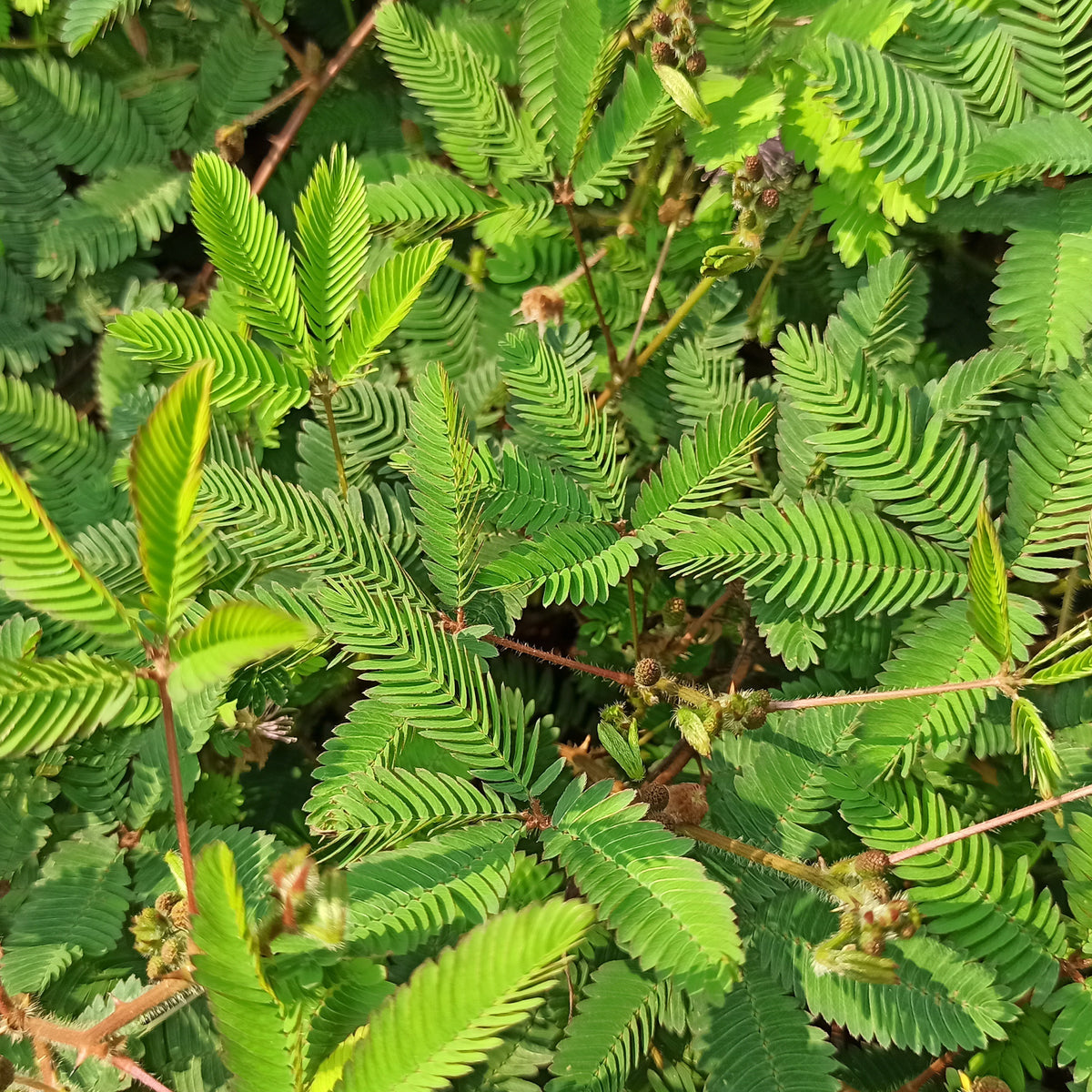 Mimosa pudique - sensitive - Mimosa pudica - Willemse