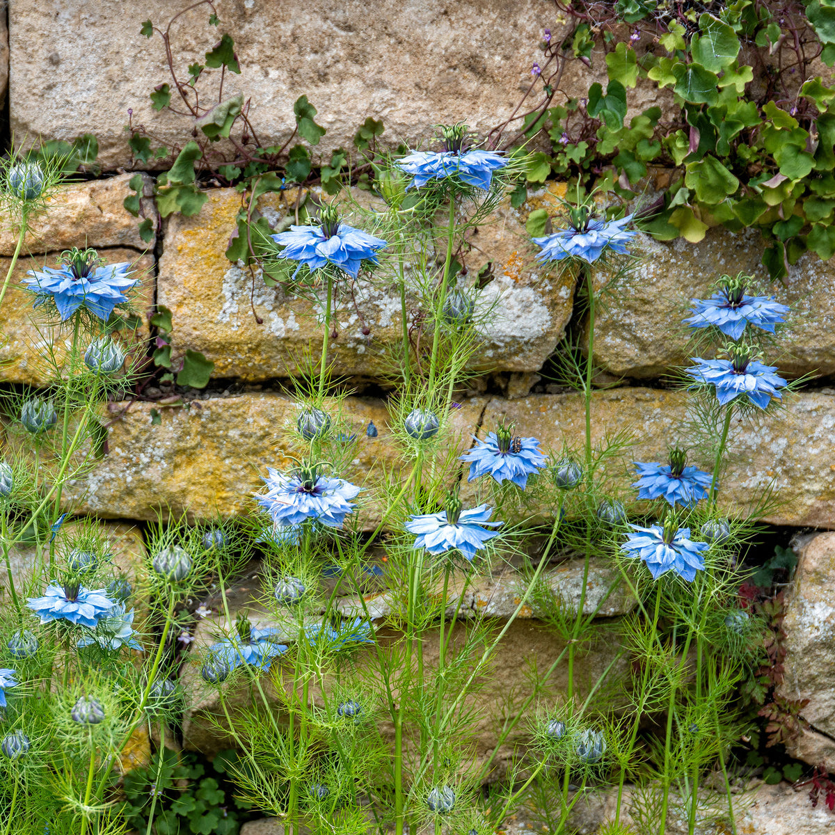 Nigelle de Damas Miss Jekyll Blue - Nigella damascena - Willemse