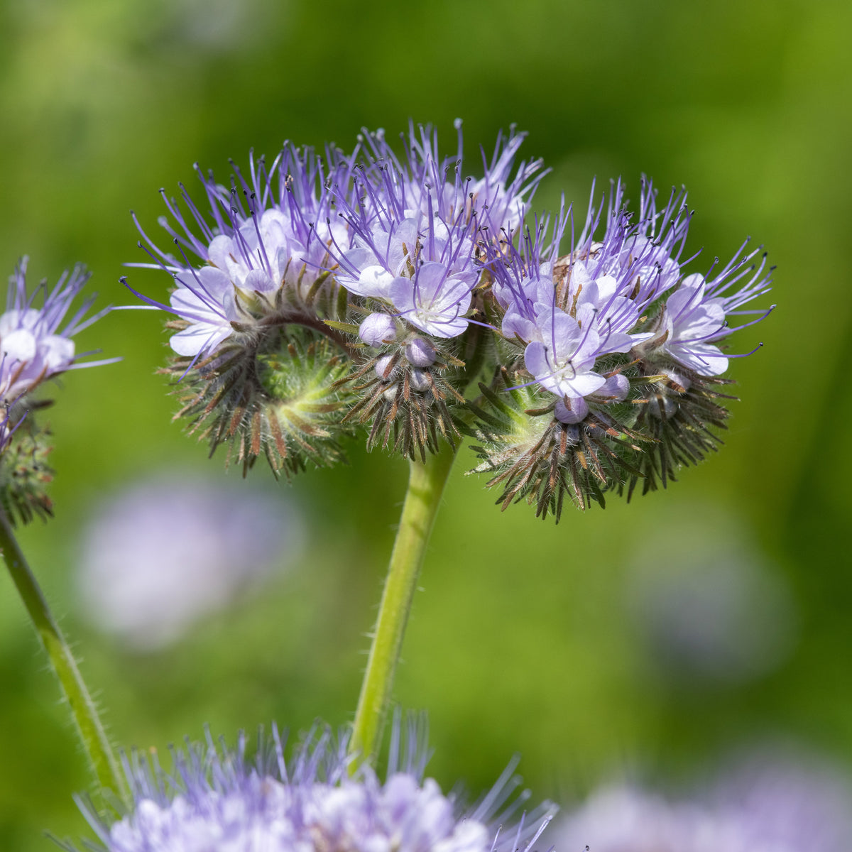 Phacélie Bio - Phacelia tanacetifolia - Willemse