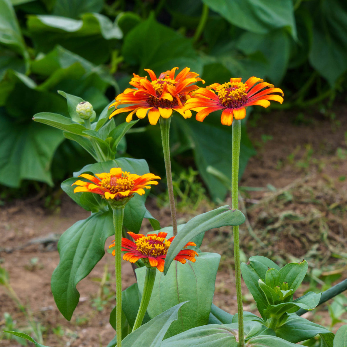 Zinnia élégant à fleurs doubles Caroussel en mélange - Zinnia elegans - Willemse