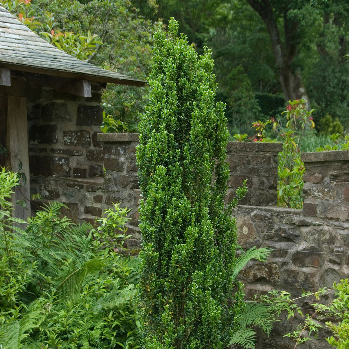Houx crénelé Fastigiata - Ilex crenata fastigiata - Willemse
