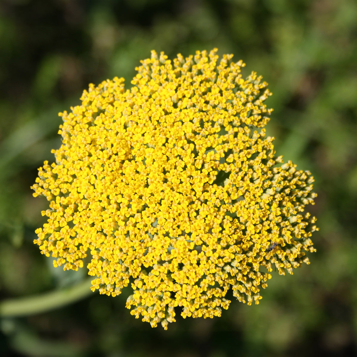 Achillée Cloth Of Gold - Achillea filipendulina Cloth of Gold - Willemse