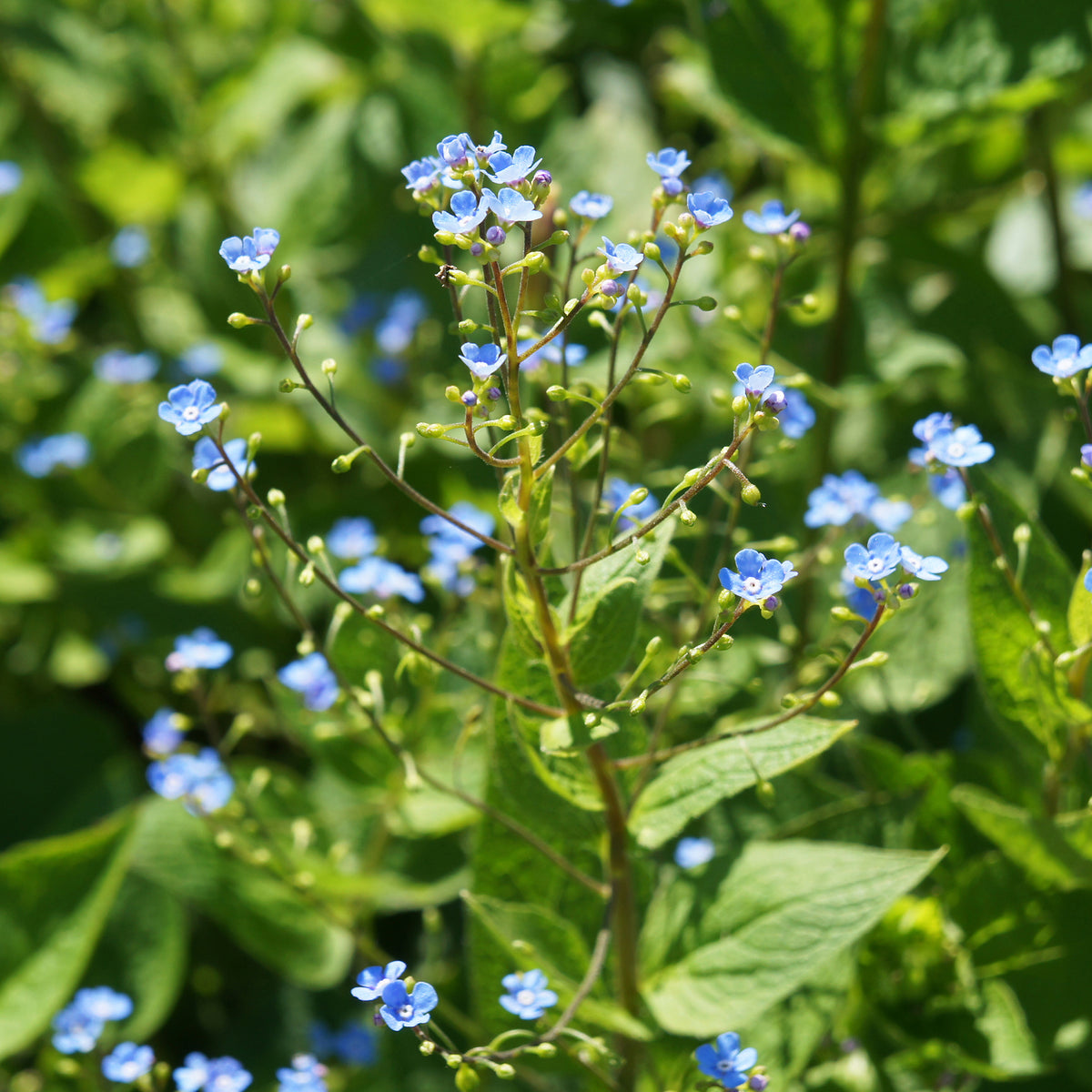 Buglosse de Sibérie - Brunnera sibirica - Willemse