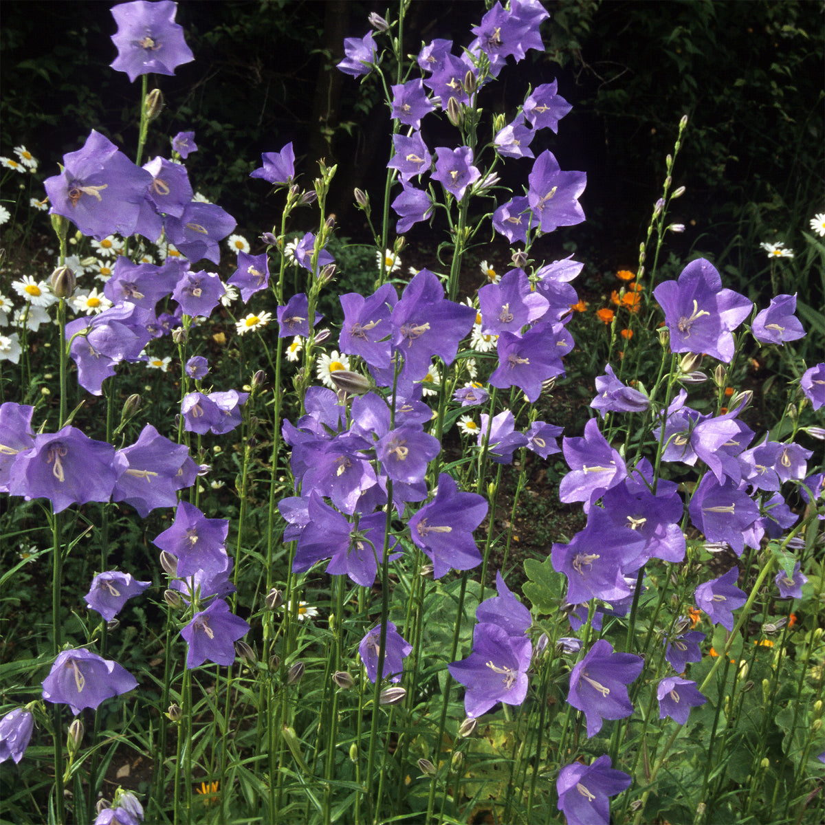Campanule à feuilles de pêcher - Campanula persicifolia - Willemse