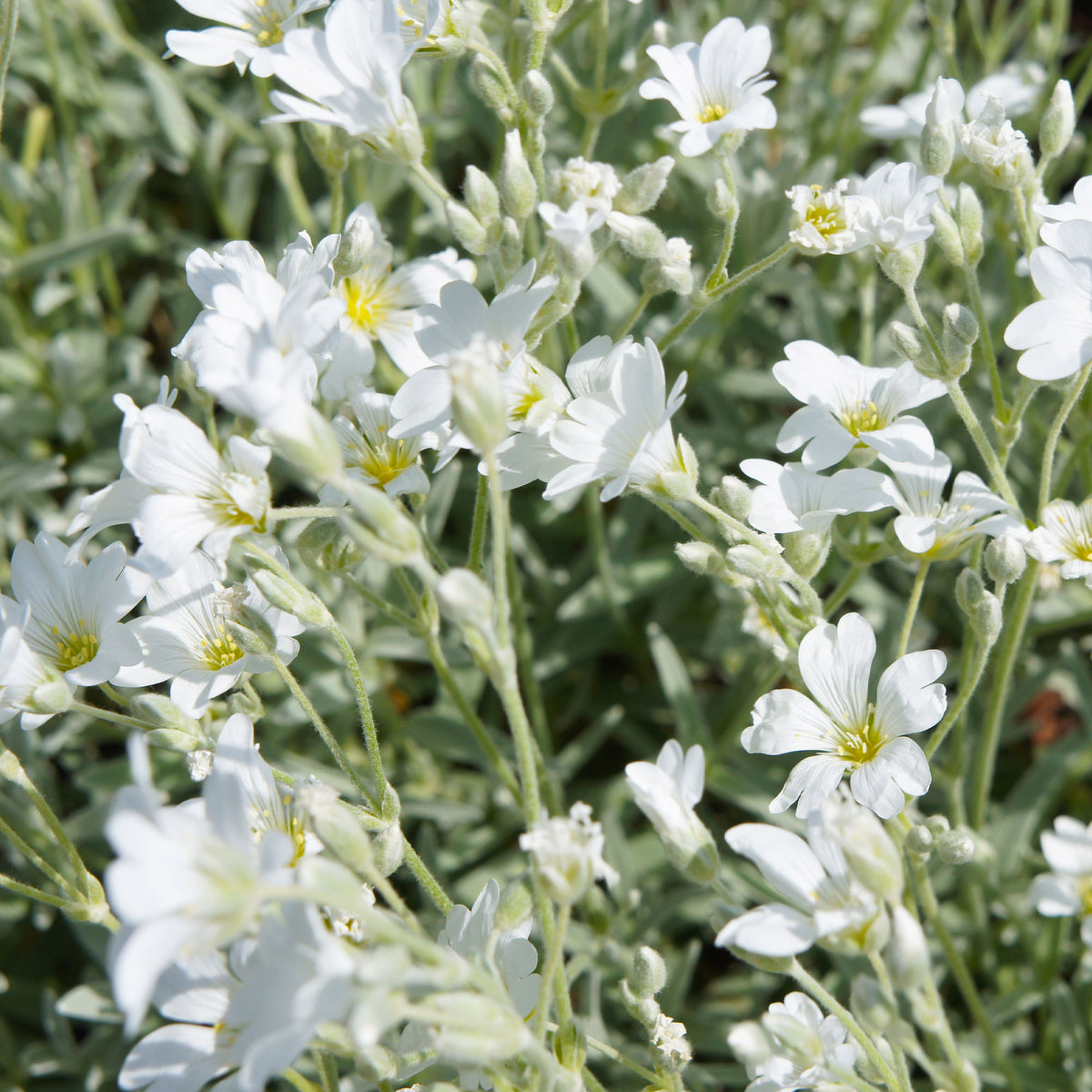 Céraiste de Bieberstein - Cerastium biebersteinii - Willemse