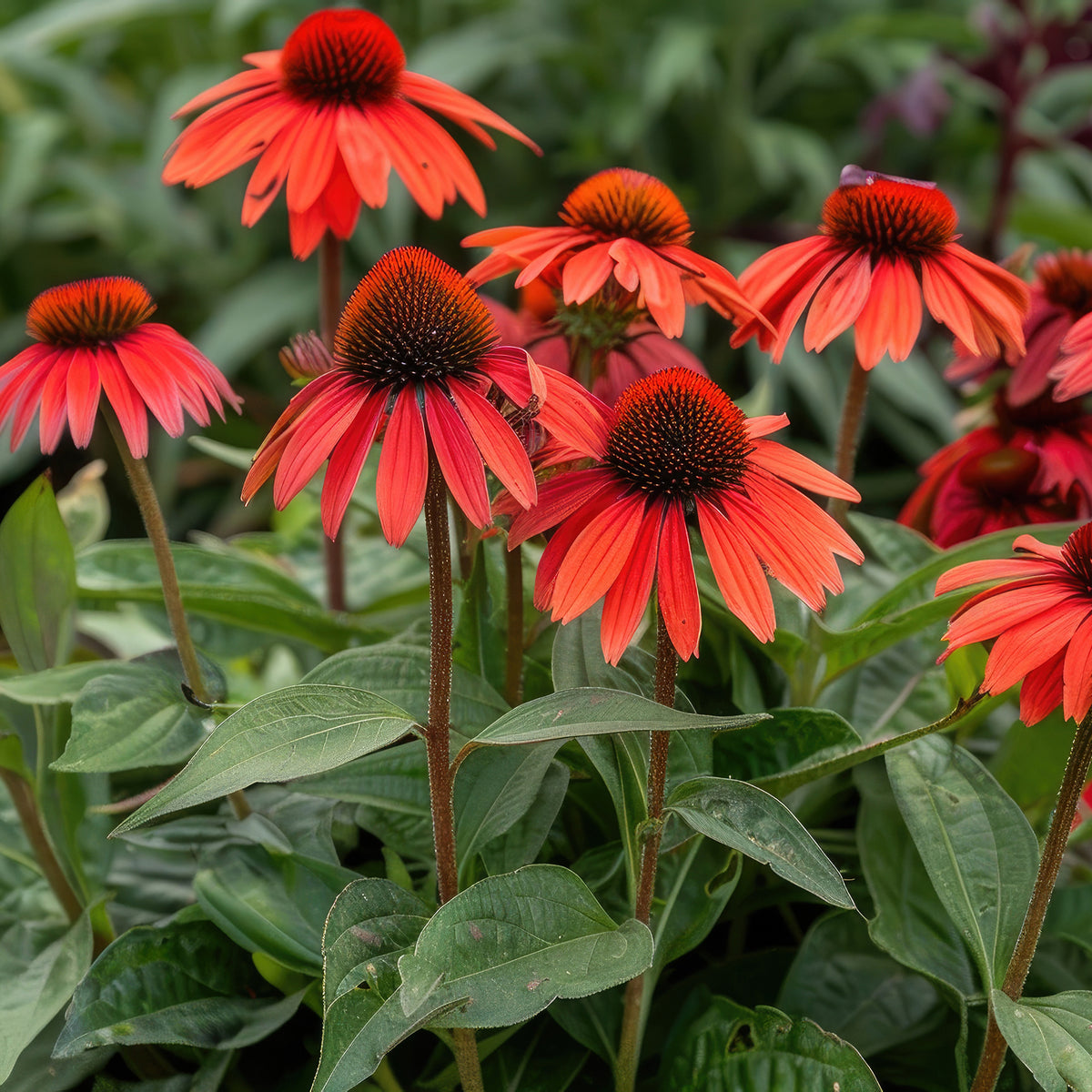 Echinacée pourpre Tomato Soup - Echinacea purpurea Tomato Soup - Willemse