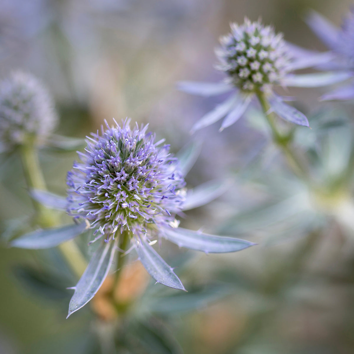 Panicaut à feuilles planes Blauer Zwerg - Eryngium planum Blauer Zwerg - Willemse