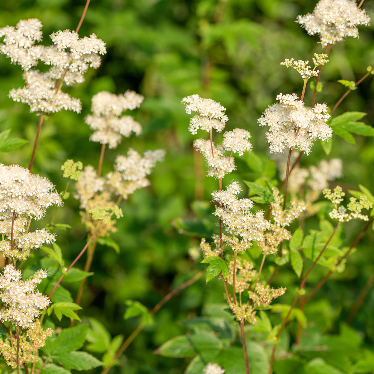 Reine des prés - Filipendula ulmaria - Willemse