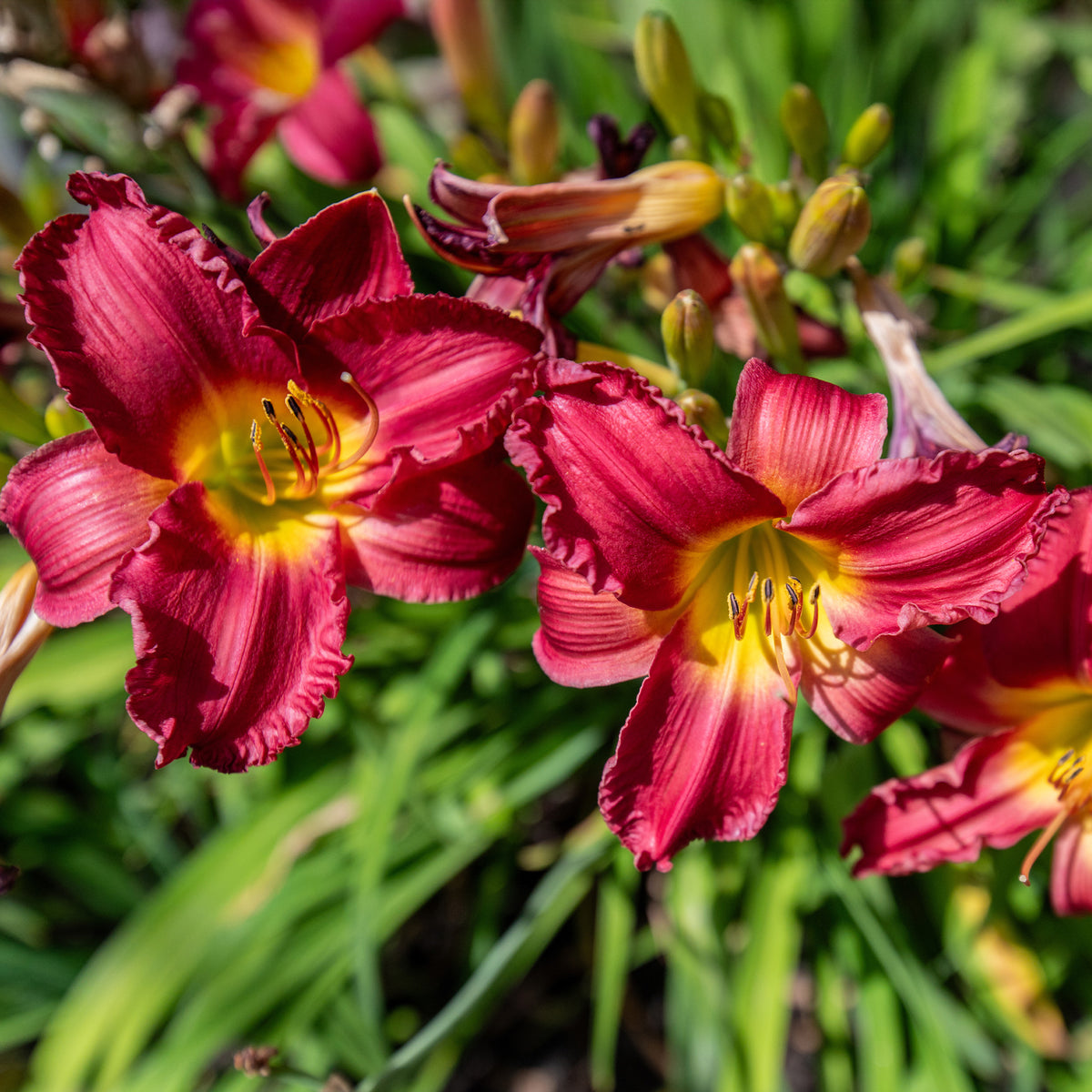 Hémérocalle Pardon Me - Hemerocallis pardon me - Willemse