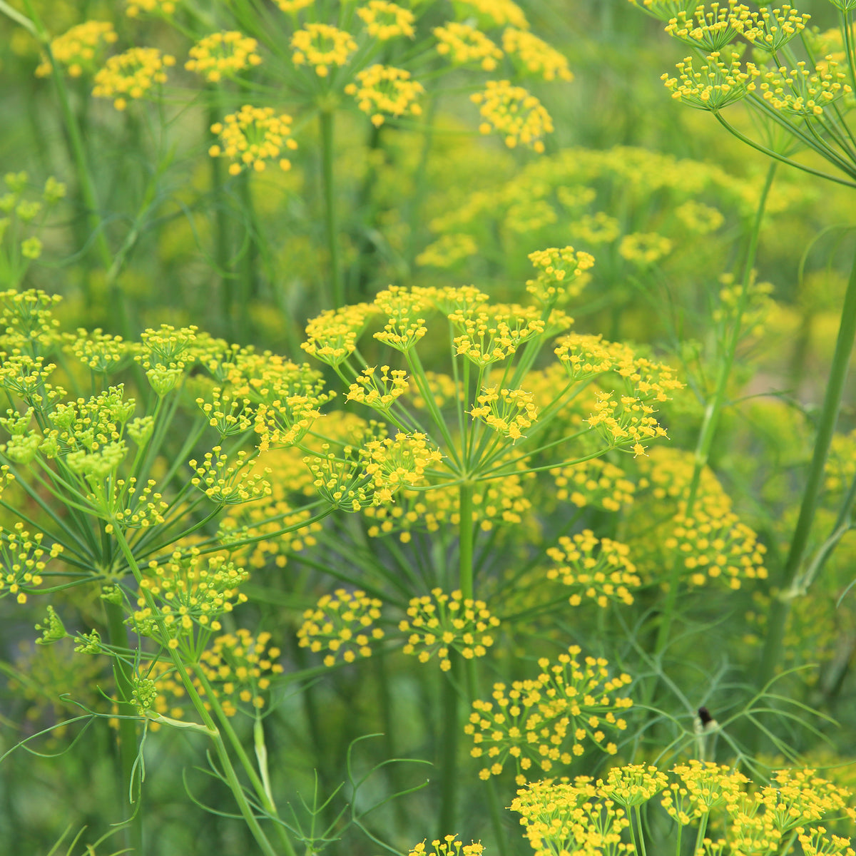 Fenouil commun - Foeniculum vulgare - Willemse