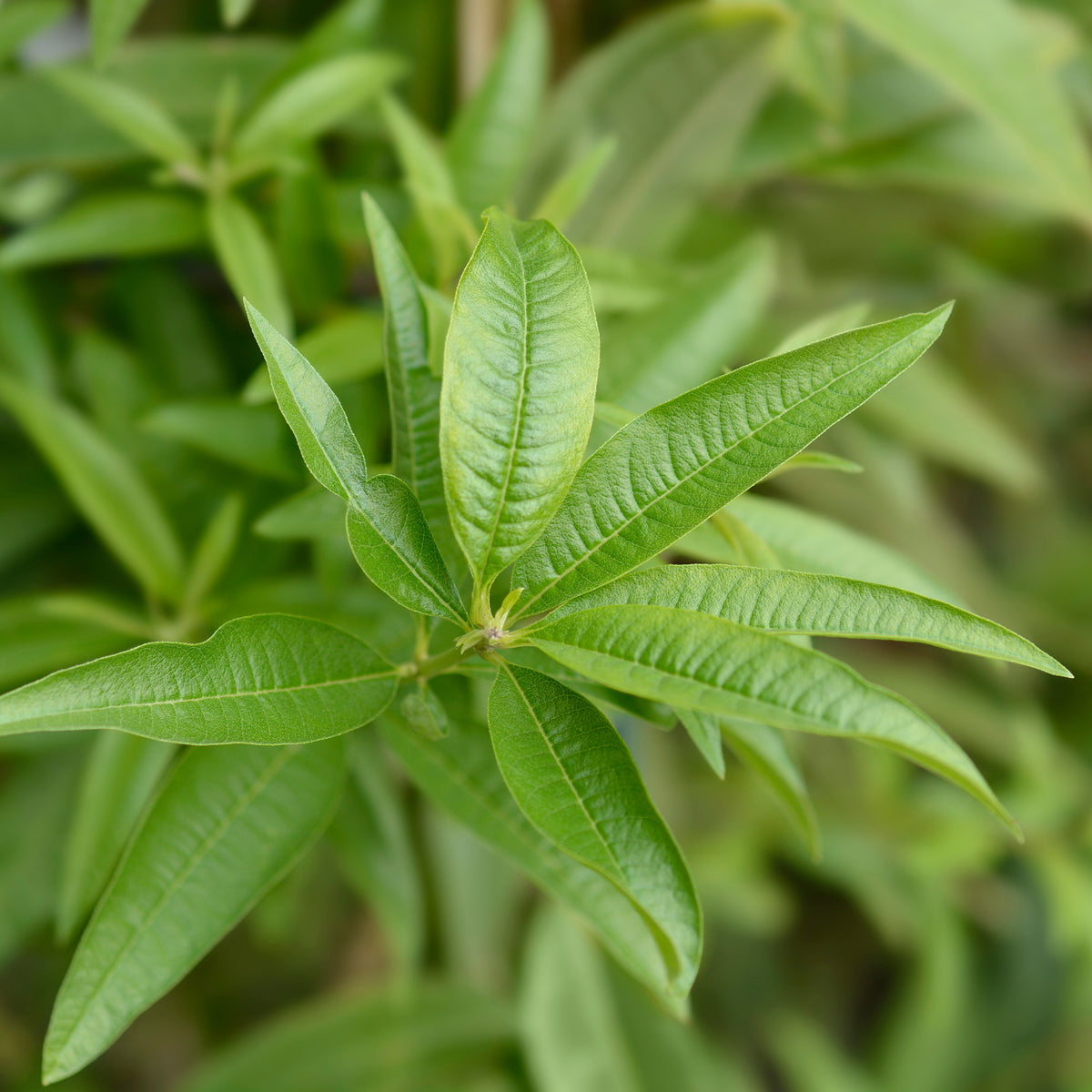 Verveine citronnelle - Aloysia citrodora - Willemse