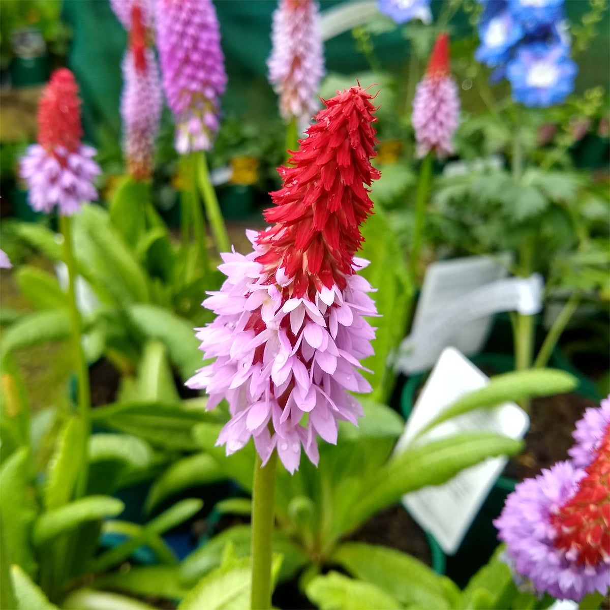 Primevère des marais - Primula vialii - Willemse